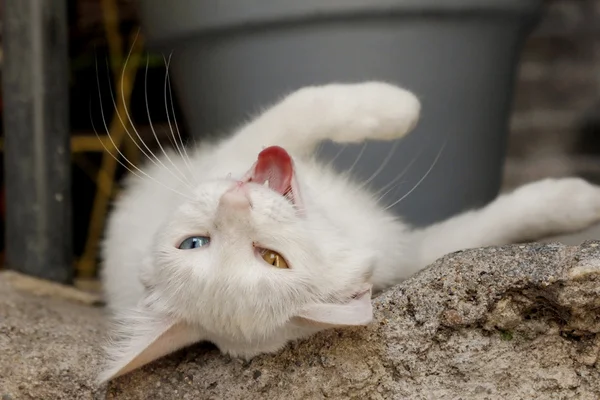 Vit katt — Stockfoto