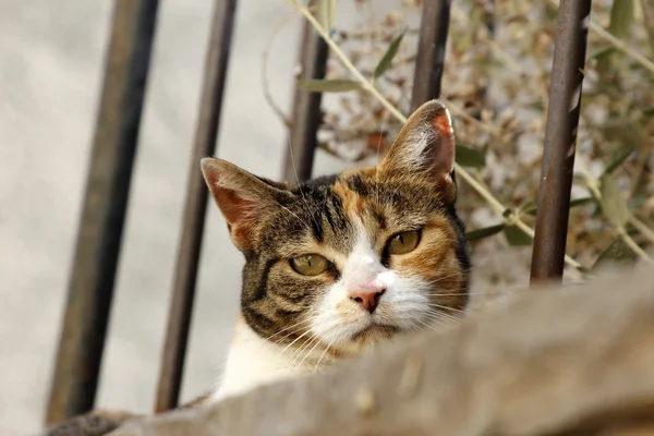 Tri-färgad katt — Stockfoto