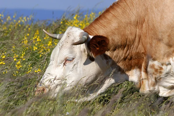 Vacas — Fotografia de Stock