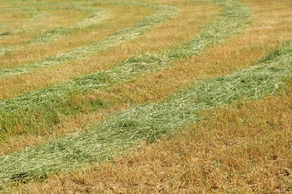 Mown field — Stock Photo, Image