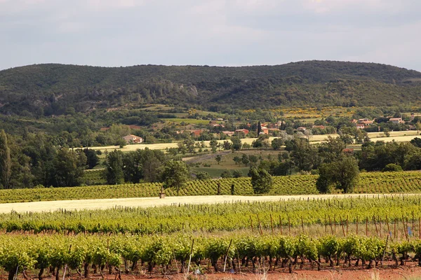 Vineyard peyzaj — Stok fotoğraf