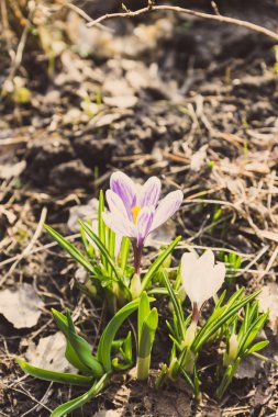 Bahçe bitkisi çiçek