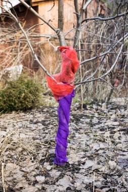 Kış için kapalı bahçede elma ağacı