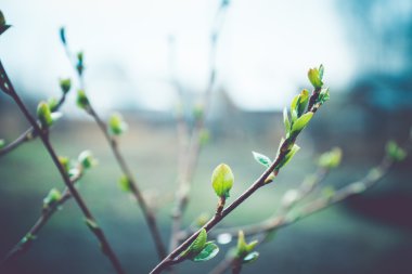 Spring buds on branches, on a dark background
