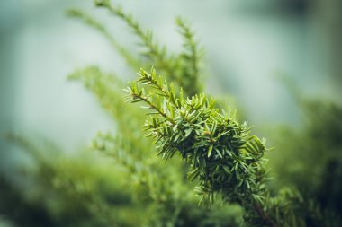 Bahçedeki porsuk (bitki) (porsuk ağacı)