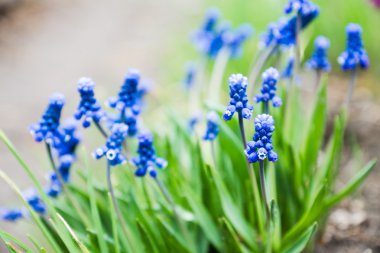 Bahçede çiçek açan Muscari armeniacum (mavi üzüm sümbül)