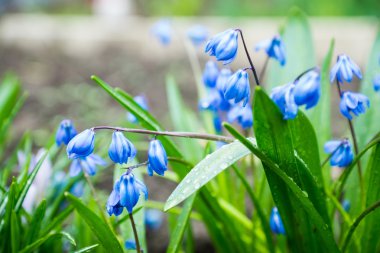 Mavi scilla (Scilla siberica) bahçede çiçek açıyor