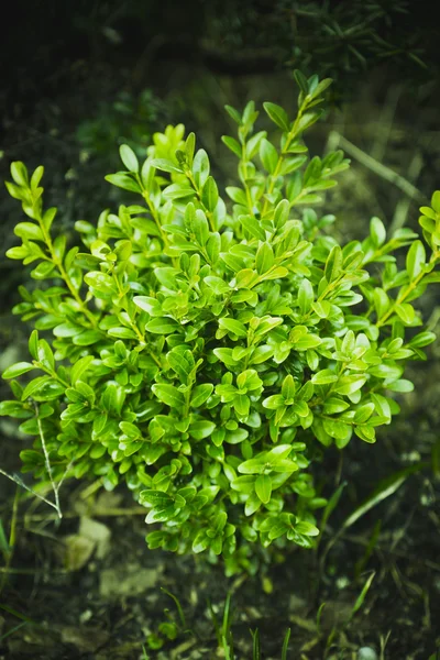 Boxwood bush in de tuin — Stockfoto