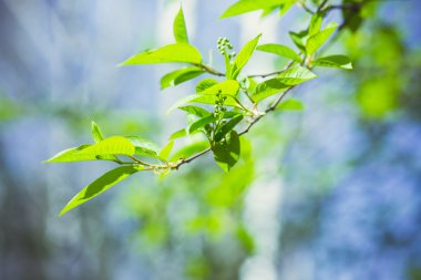Ufuk arka plan üzerinde genç yaprakları ile şube