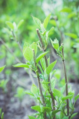 Ortanca bsuh bahçede