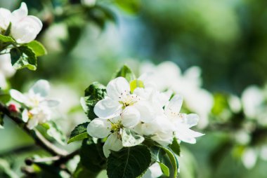 Çiçek açan elma ağacı