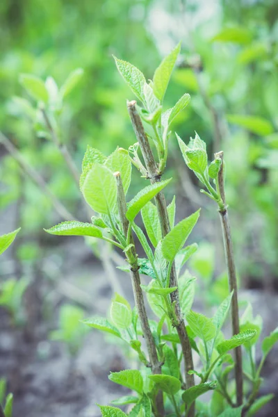 Ortanca bsuh bahçede