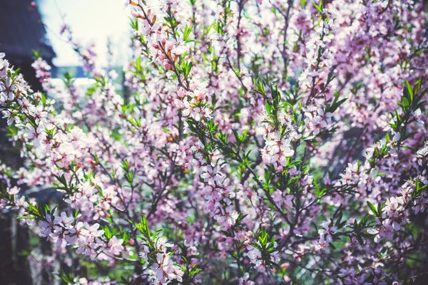 Estepa de amêndoa florescente — Fotografia de Stock