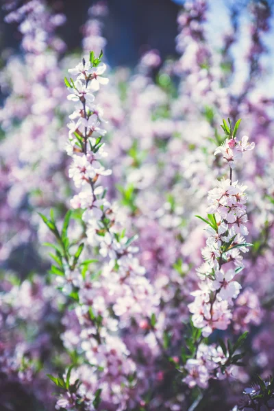 아몬드 꽃 대초원 — 스톡 사진