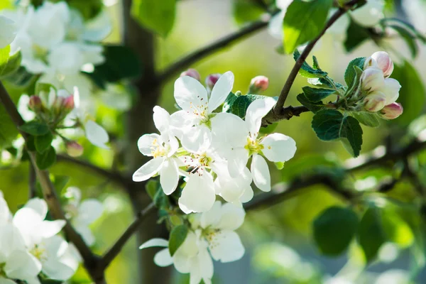 Çiçek açan elma ağacı