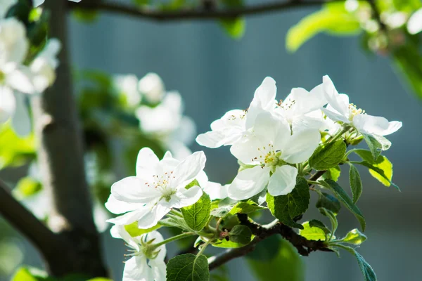 사과나무의 꽃피는 모습 — 스톡 사진