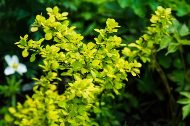 Dekoratif barberries bush bahçede