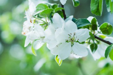 Çiçek açan elma ağacı