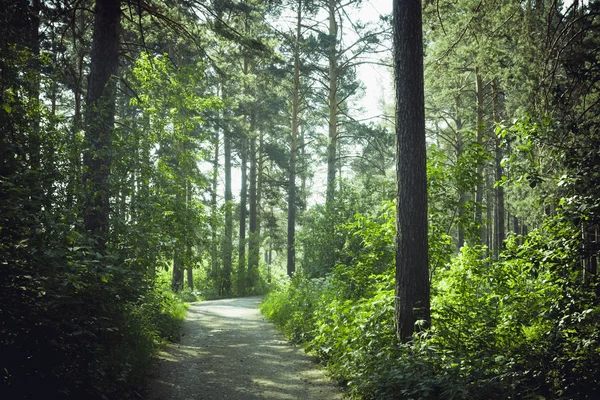 Estrada na floresta — Fotografia de Stock