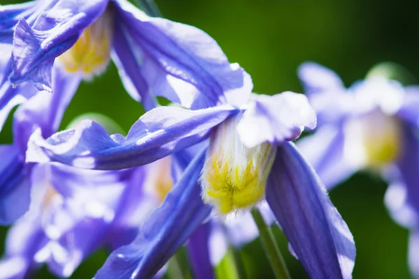 Flor de clematis alpino — Fotografia de Stock