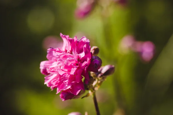 Roze Armeria bloem in de tuin — Stockfoto
