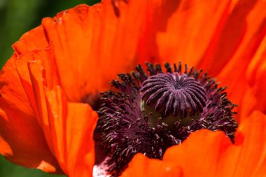 Bahçede kırmızı gelincikler