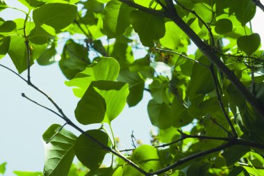 Aşağıdan leylak bırakır