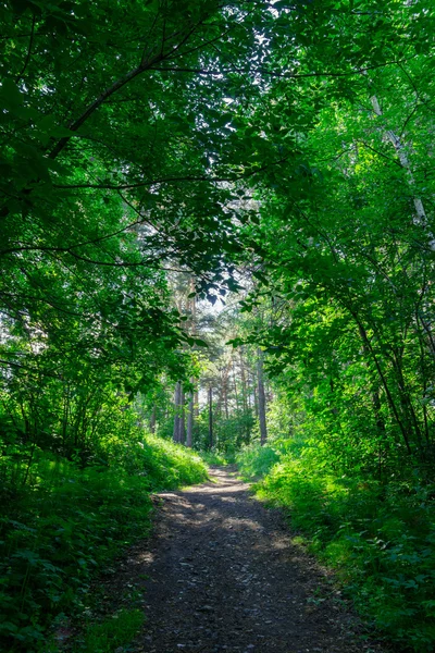 Caminho através da floresta — Fotografia de Stock