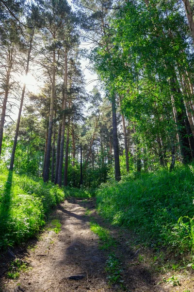 Sentiero attraverso la foresta — Foto Stock