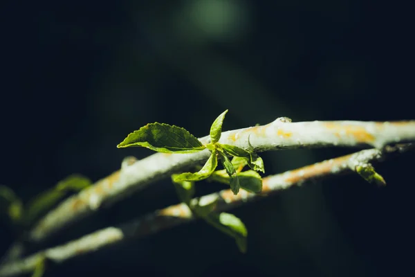 Ramo com folhas, sobre um fundo escuro — Fotografia de Stock