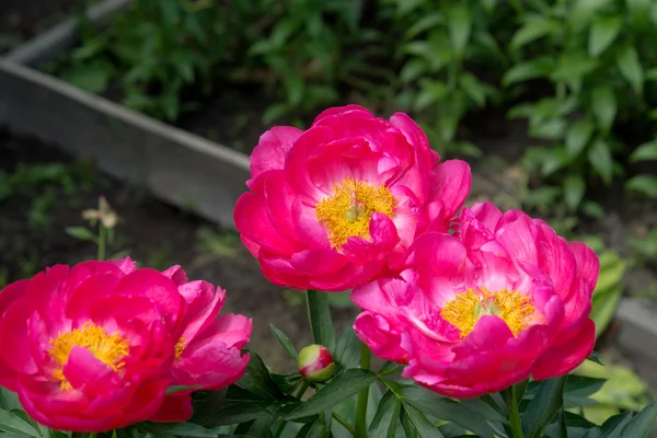 Pioenenbloem in de tuin — Stockfoto