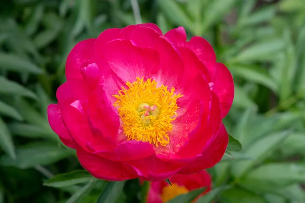 Peônia flor no jardim — Fotografia de Stock