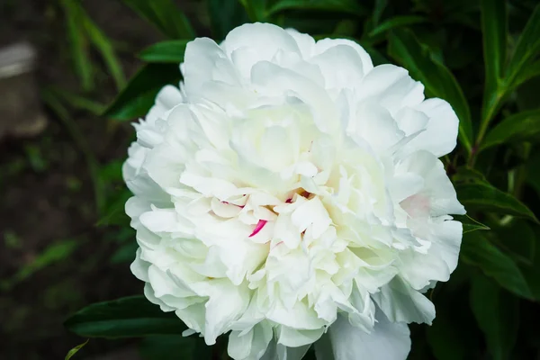 Pfingstrose Blume im Garten — Stockfoto