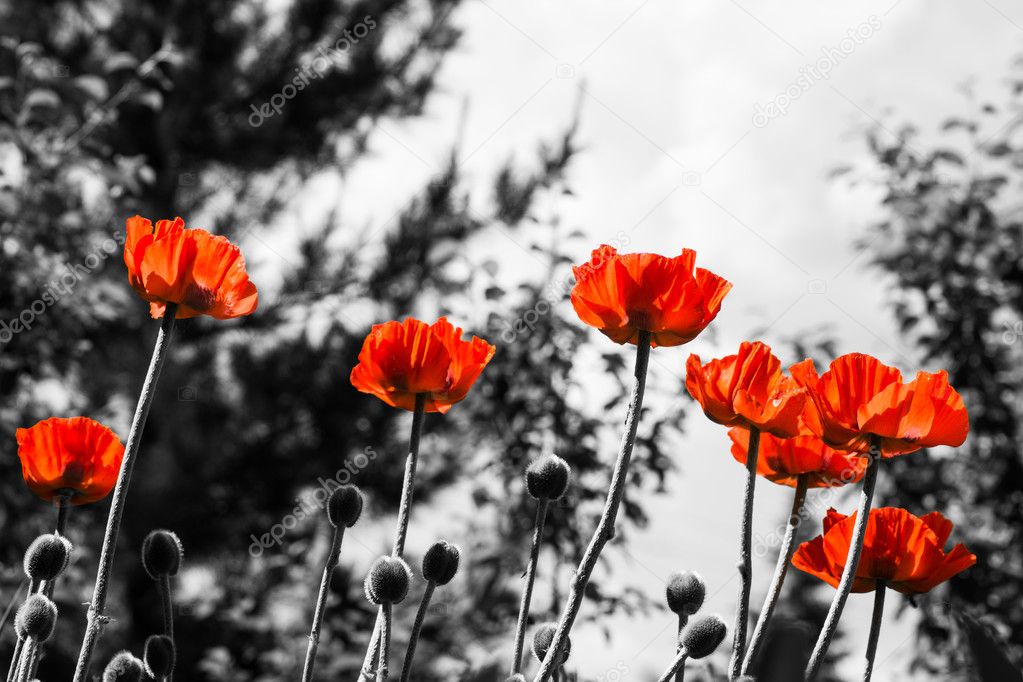 Red poppies. Monochromatic image.