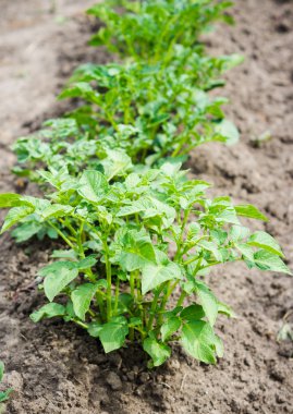 Patates bitki üst üste