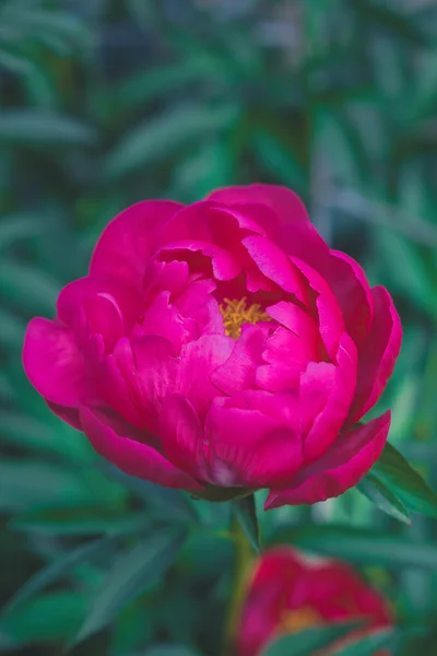 Rode pioenroos bloem in de tuin — Stockfoto