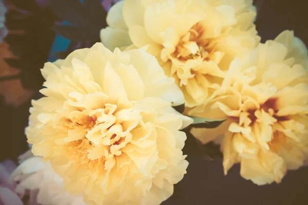 Gele pioenrozen bloei in de tuin — Stockfoto