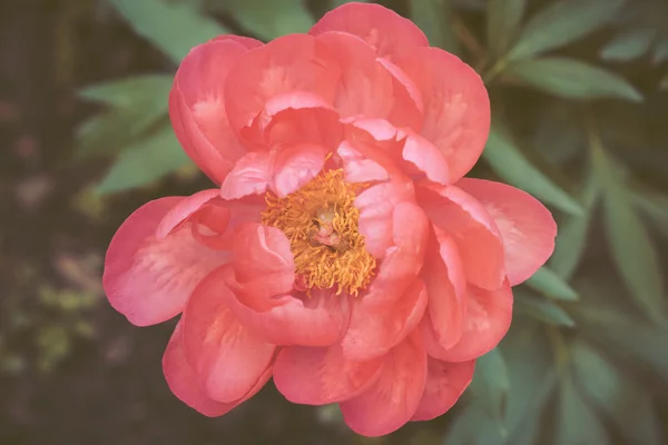 Rode peony bloei in de tuin — Stockfoto