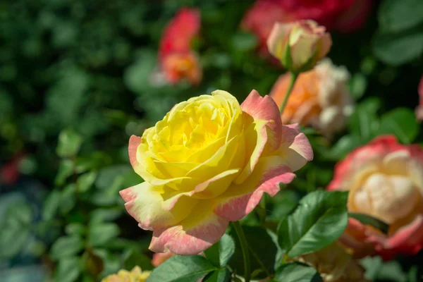 Rosa amarilla floreciendo en el jardín — Foto de Stock