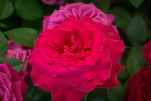 Rode roos bloei in de tuin — Stockfoto