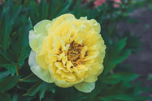 Gele peony bloei in de tuin — Stockfoto