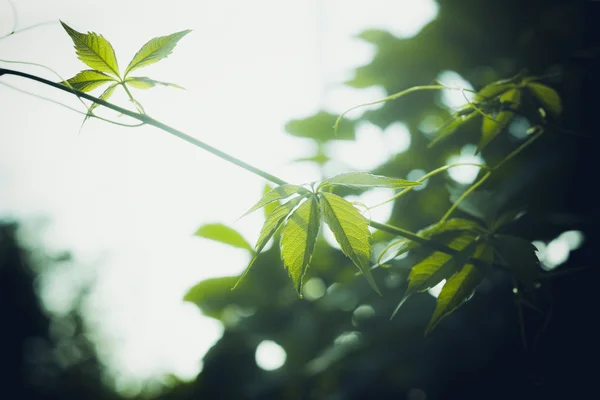 Parthenocissus tricuspidata (Virginia creeper) no jardim — Fotografia de Stock