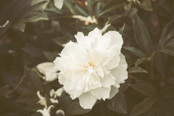 Witte pioen bloei in de tuin — Stockfoto