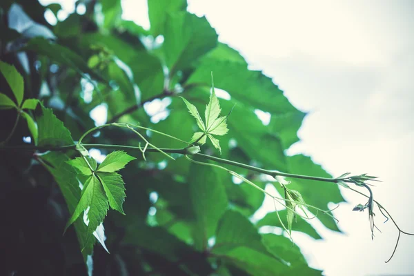 Parthenocissus tricuspidata (Virginia creeper) no jardim — Fotografia de Stock