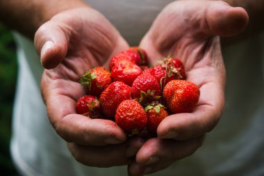 Çiftçi elleri hasat taze çilek ile