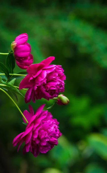 Roze pioenrozen bloeien in de tuin — Stockfoto