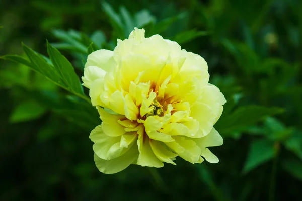 Gele peony bloei in de tuin — Stockfoto