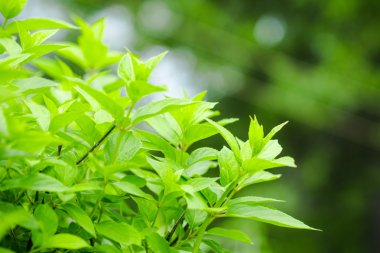 Ortanca bush yeşil yaprakları