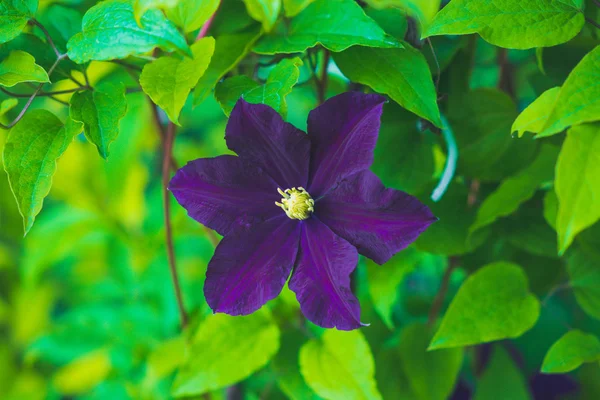 Flor clematis no jardim — Fotografia de Stock