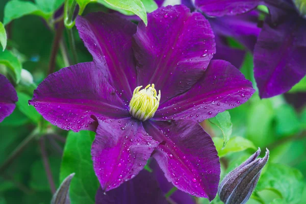 Flor clematis no jardim — Fotografia de Stock